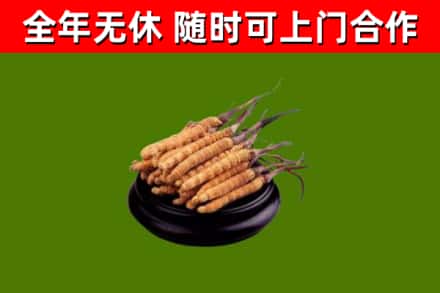 西乡塘区回收散虫草