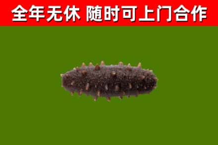西乡塘区回收海参干
